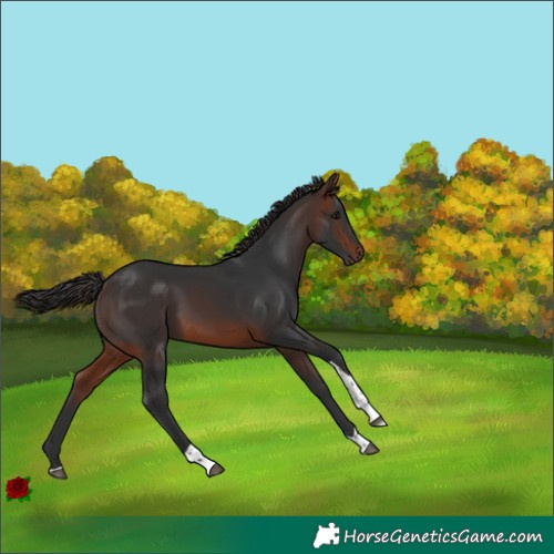 Horse Color:Brown Tobiano