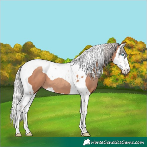 Horse Color:Silver Classic Champagne Splash Tobiano