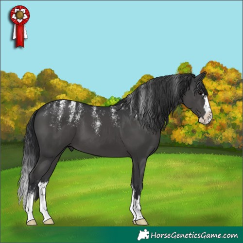 Horse Color:Powder White Black Splash 