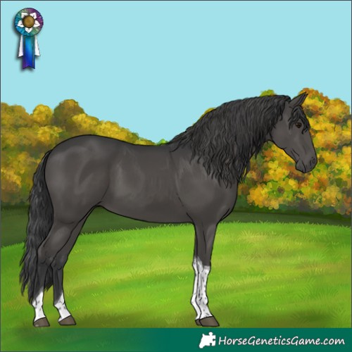 Horse Color:Black Tobiano