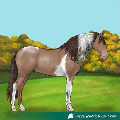 Horse Color:Classic Champagne Tobiano