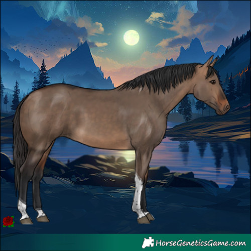 Horse Color:Bay Dun Tobiano 