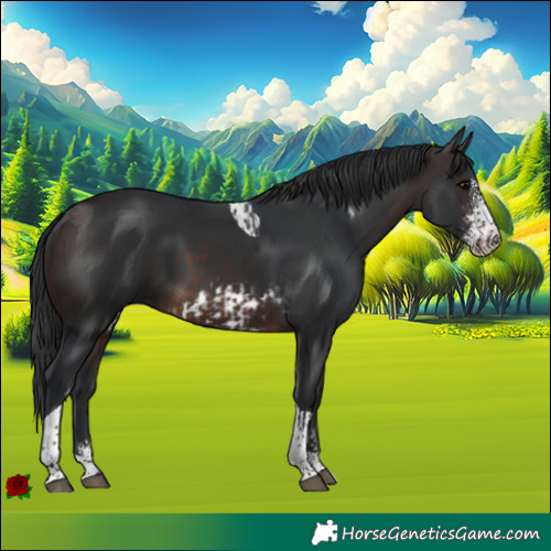 Horse Color:Brown Sabino Tobiano Frame and Brown Sabino Tobiano Rabicano