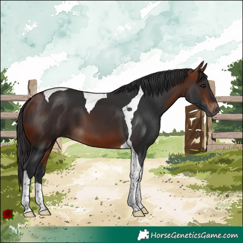 Horse Color:Bay Tobiano 