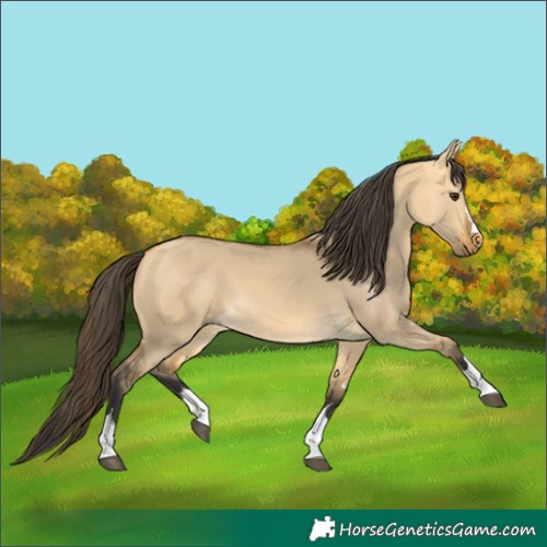 Horse Color:Buckskin Dun 