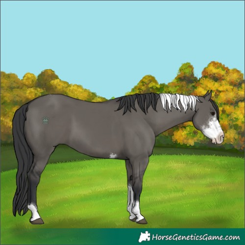 Horse Color:Grullo Sabino Tobiano