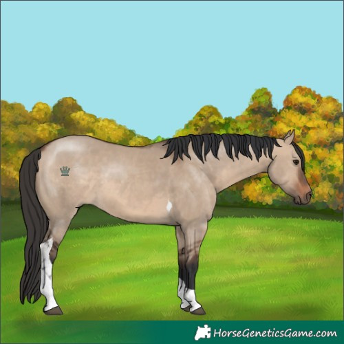 Horse Color:Brown Dun Tobiano