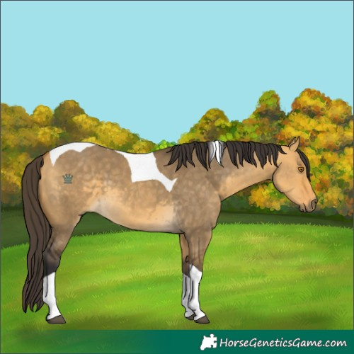 Horse Color:Buckskin Dun Tobiano