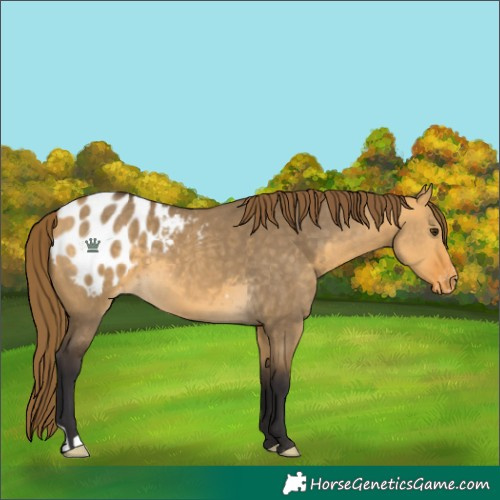 Horse Color:Buckskin Dun Blanket