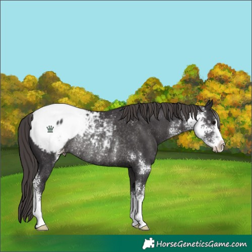 Horse Color:Smoky Black Sabino Snowcap Rabicano 