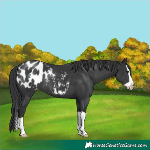 Horse Color:Black Splash Blanket Rabicano