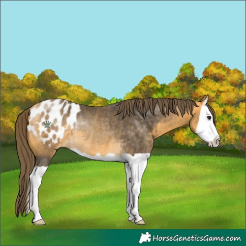 Horse Color:Buckskin Splash Blanket Rabicano