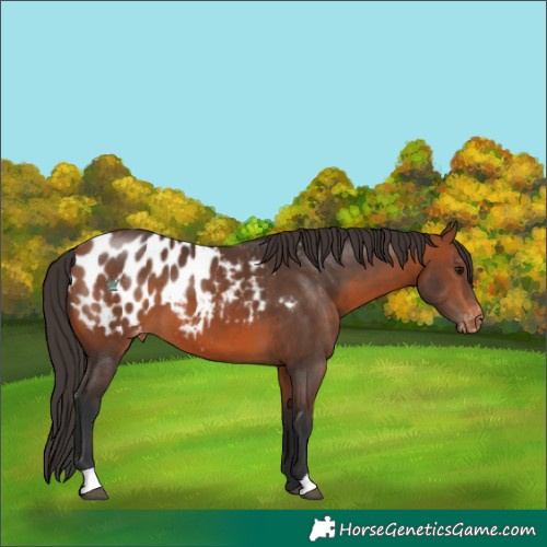 Horse Color:Bay Blanket 