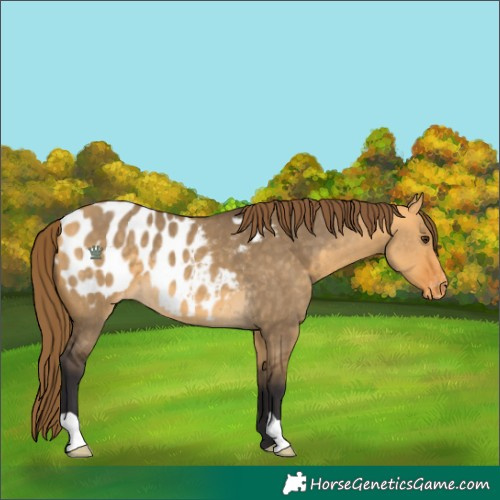 Horse Color:Buckskin Dun Blanket