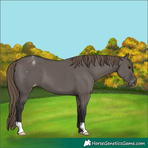Horse Color:Smoky Grullo Varnish 