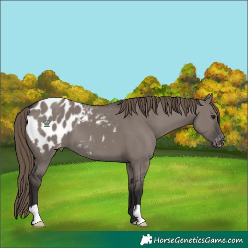 Horse Color:Smoky Grullo Blanket 