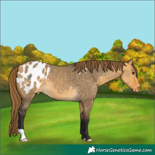 Horse Color:Buckskin Dun Blanket