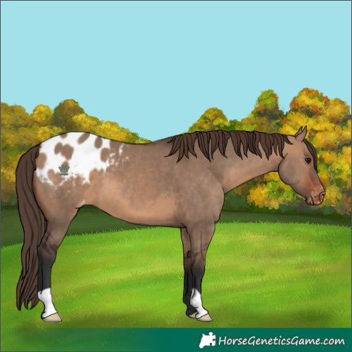 Horse Color:Brown Dun Blanket 