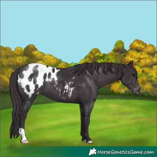 Horse Color:Smoky Black Blanket