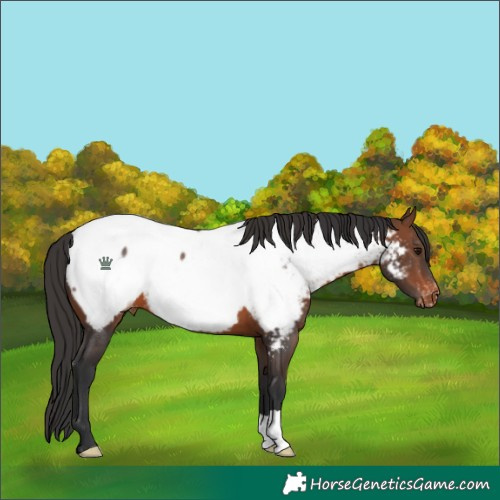 Horse Color:Brown Near Fewspot 