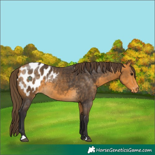 Horse Color:Buckskin Blanket 