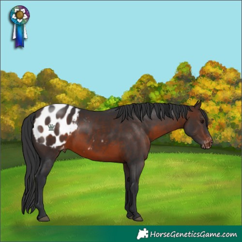 Horse Color:Brown Blanket