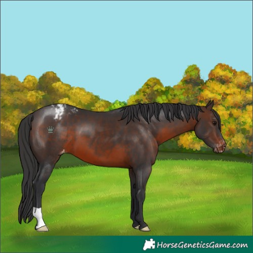 Horse Color:Brown Varnish 