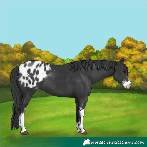Horse Color:Black Sabino Blanket 