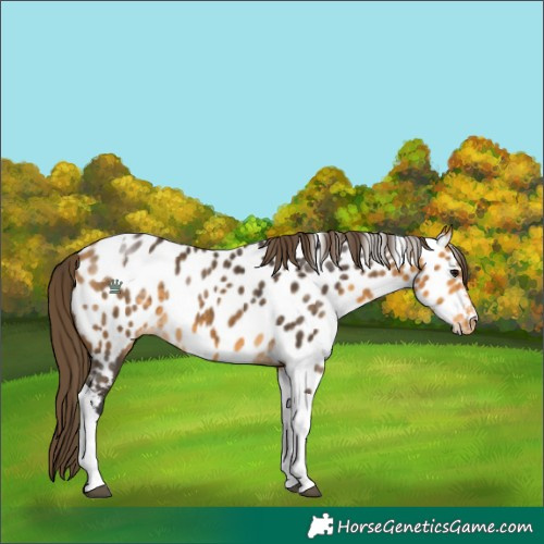 Horse Color:Buckskin Tobiano Near Leopard 