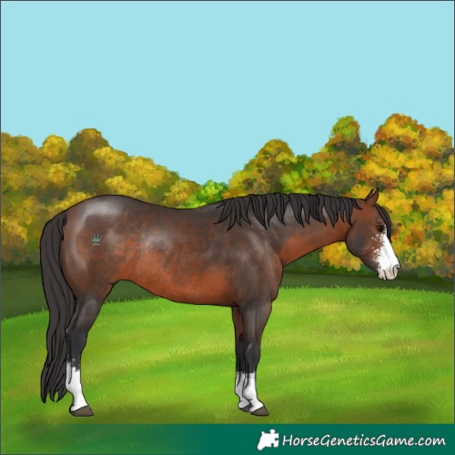 Horse Color:Brown Sabino Rabicano