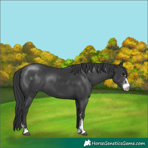 Horse Color:Black Sabino