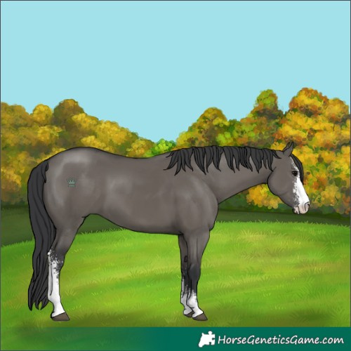 Horse Color:Grullo Sabino