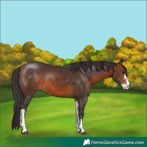 Horse Color:Brown Sabino 