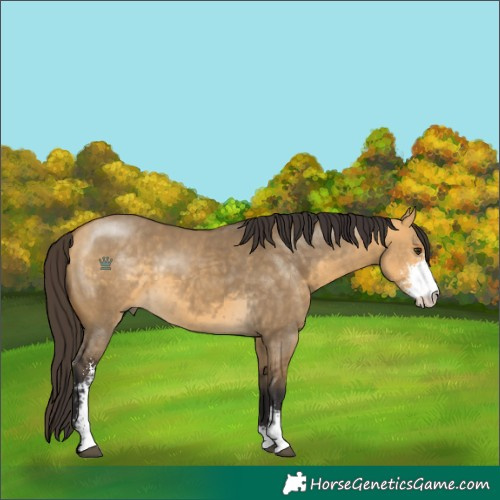 Horse Color:Buckskin Dun Sabino