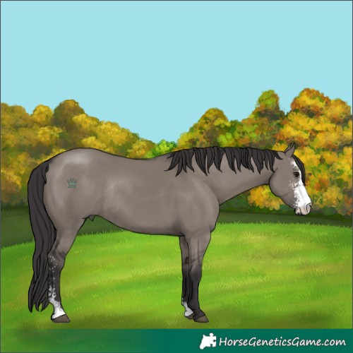 Horse Color:Smoky Grullo Sabino Rabicano