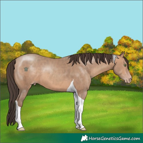 Horse Color:Sable Champagne Tobiano 