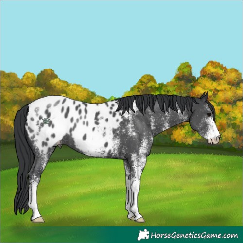 Horse Color:White Spotted Black Blanket 