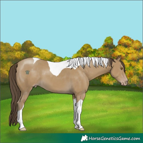 Horse Color:Classic Cream Champagne Tobiano