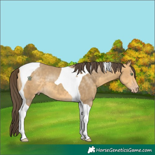 Horse Color:Sable Cream Champagne Tobiano 