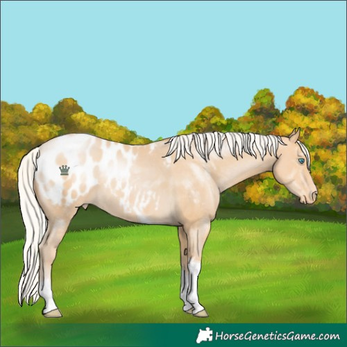 Horse Color:Silver Buckskin Pearl Tobiano Blanket