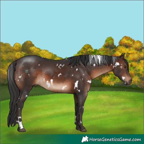 Horse Color:White Spotted Brown