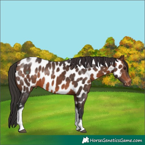 Horse Color:Brown Tobiano Near Leopard