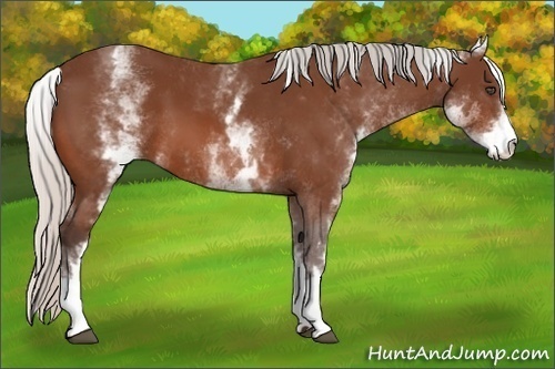 Horse Color:White Spotted Silver Bay 