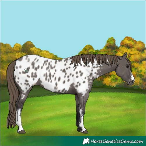 Horse Color:Smoky Grullo Sabino Near Leopard