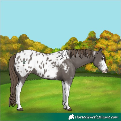 Horse Color:Smoky Grullo Sabino Tobiano Blanket 
