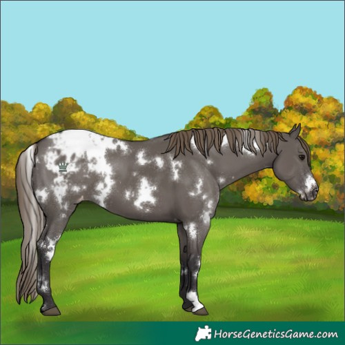 Horse Color:White Spotted Smoky Grullo Blanket 