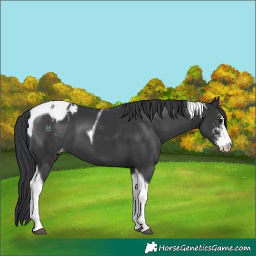 Horse Color:Black Sabino Tobiano Blanket
