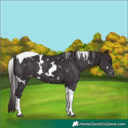 Horse Color:White Spotted Smoky Black Tobiano Varnish