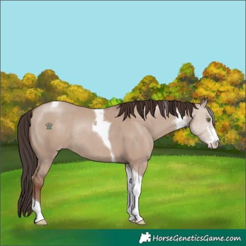 Horse Color:Classic Champagne Dun Sabino Tobiano Rabicano
