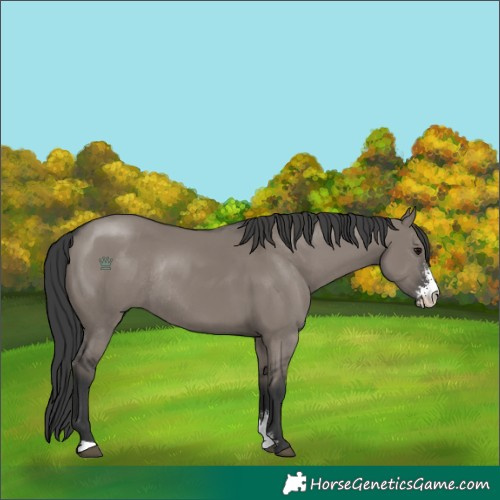 Horse Color:Grullo Sabino Rabicano
